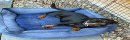 Jackshund dogs for sale: Jackhunds puppies  - Advert 4