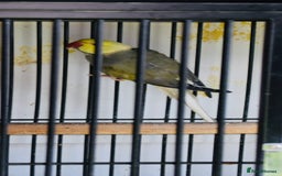 Parrots birds for sale: Ringneck 2 Proven pair for sale  - Image 3
