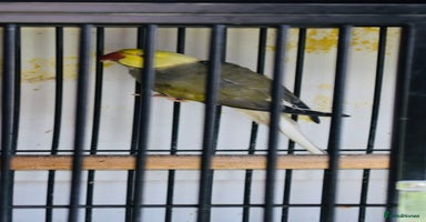 Parrots birds - Advert 1