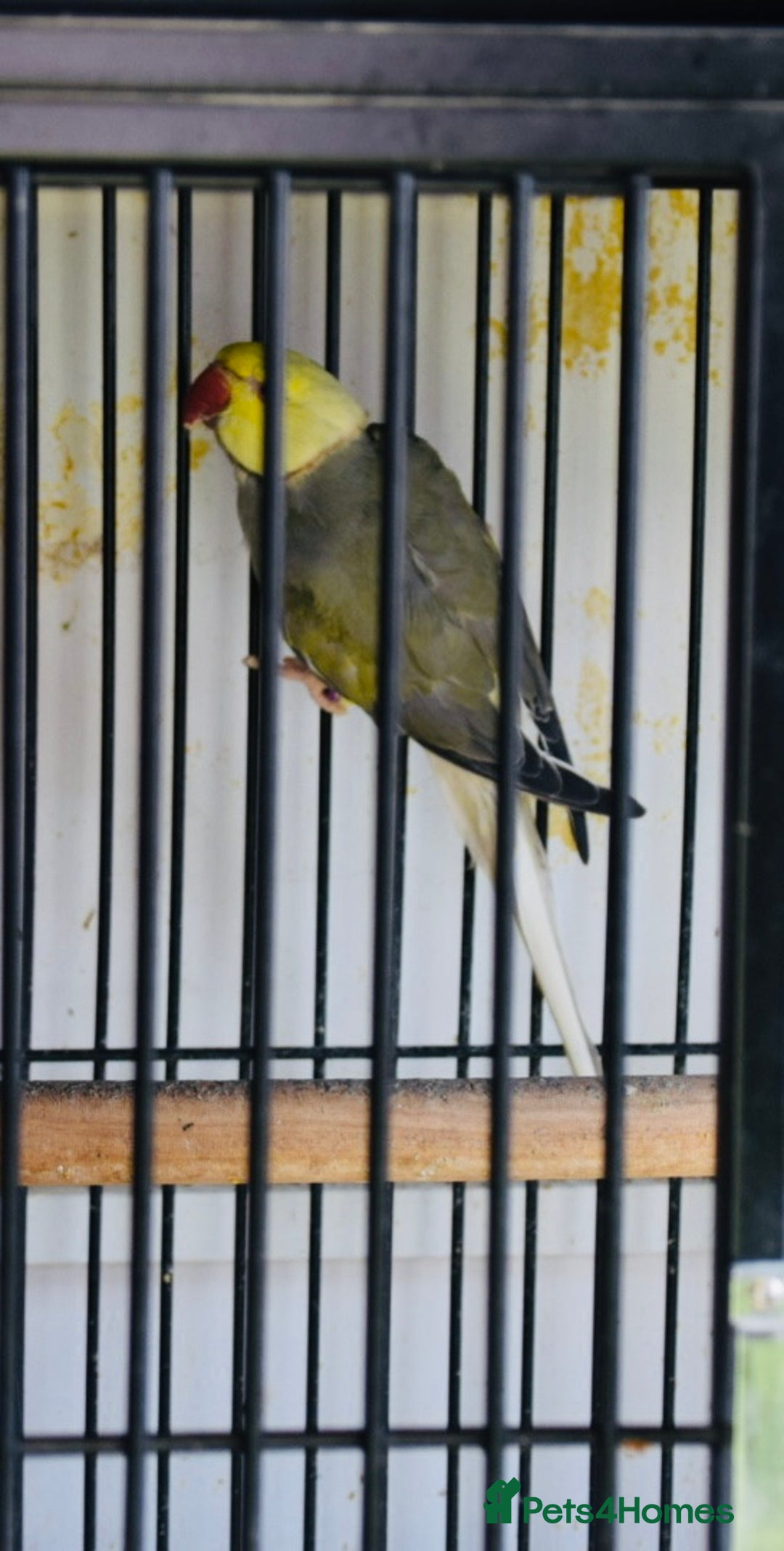 Parrots birds for sale: Ringneck 2 Proven pair for sale  - Image 3