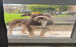 American Bully dogs for sale: Beautiful American Bullies (NOT XL) - Image 9