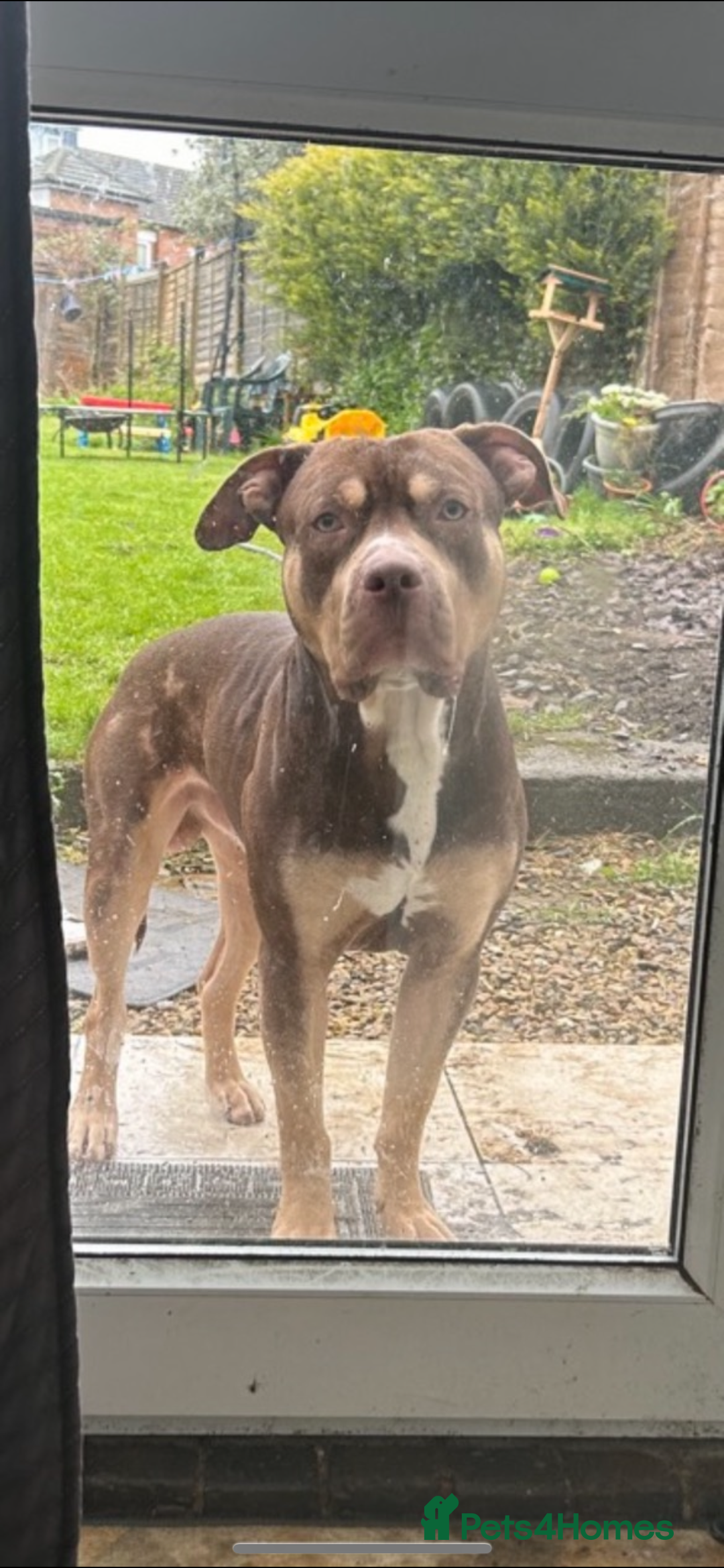 American Bully dogs for sale: Beautiful American Bullies (NOT XL) - Image 9