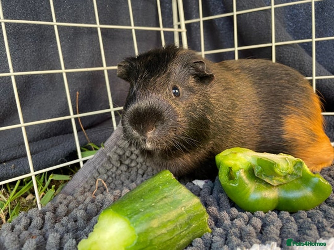 Guinea Pig rodents for sale: 2 pairs of male guinea pigs with full set up - Advert 7