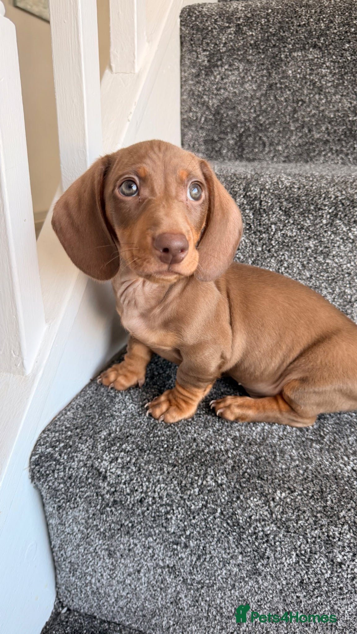 Miniature Dachshund dogs KC registered miniature dachshund - 1 left   - Advert 10