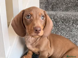 Miniature Dachshund dogs KC registered miniature dachshund - 1 left - Advert 10