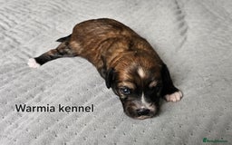 Chinese Crested dogs for stud: Julien INSOLITE FAMILIER import Pl  - Image 14
