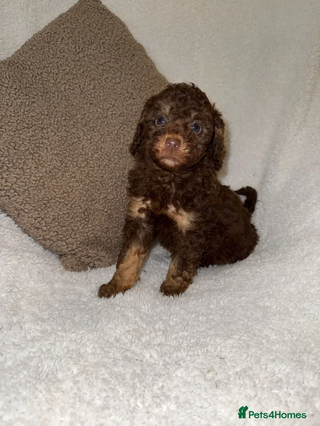 Miniature Poodle dogs for sale: Stunning Chocolate Miniature Poodles - Advert 27