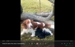 Mixed Breed dogs for sale: Cocker Spaniel Mix Breed pups near Totnes - Image 6