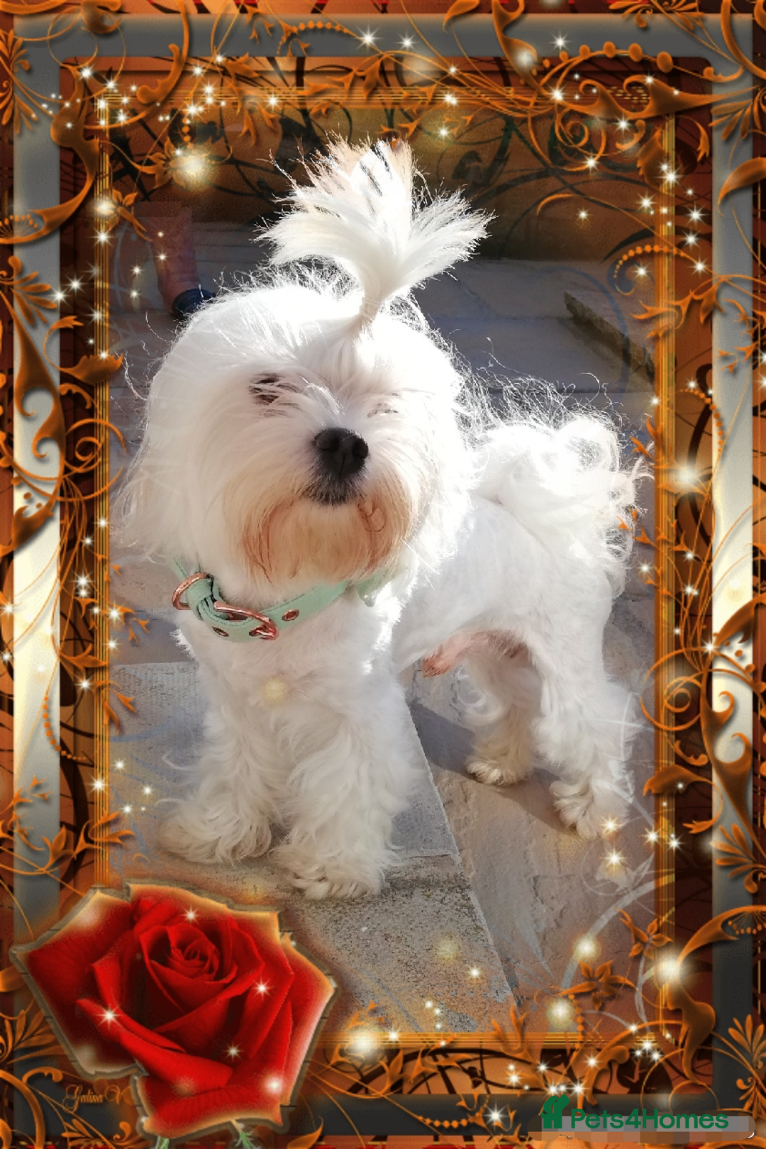 Toy Poodle dogs for stud: Stunning Maltese health tested stud in Blackpool - Image 1