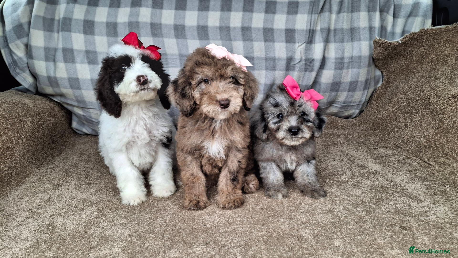 Cockapoo dogs Quality cockapoo puppies. - Advert 2