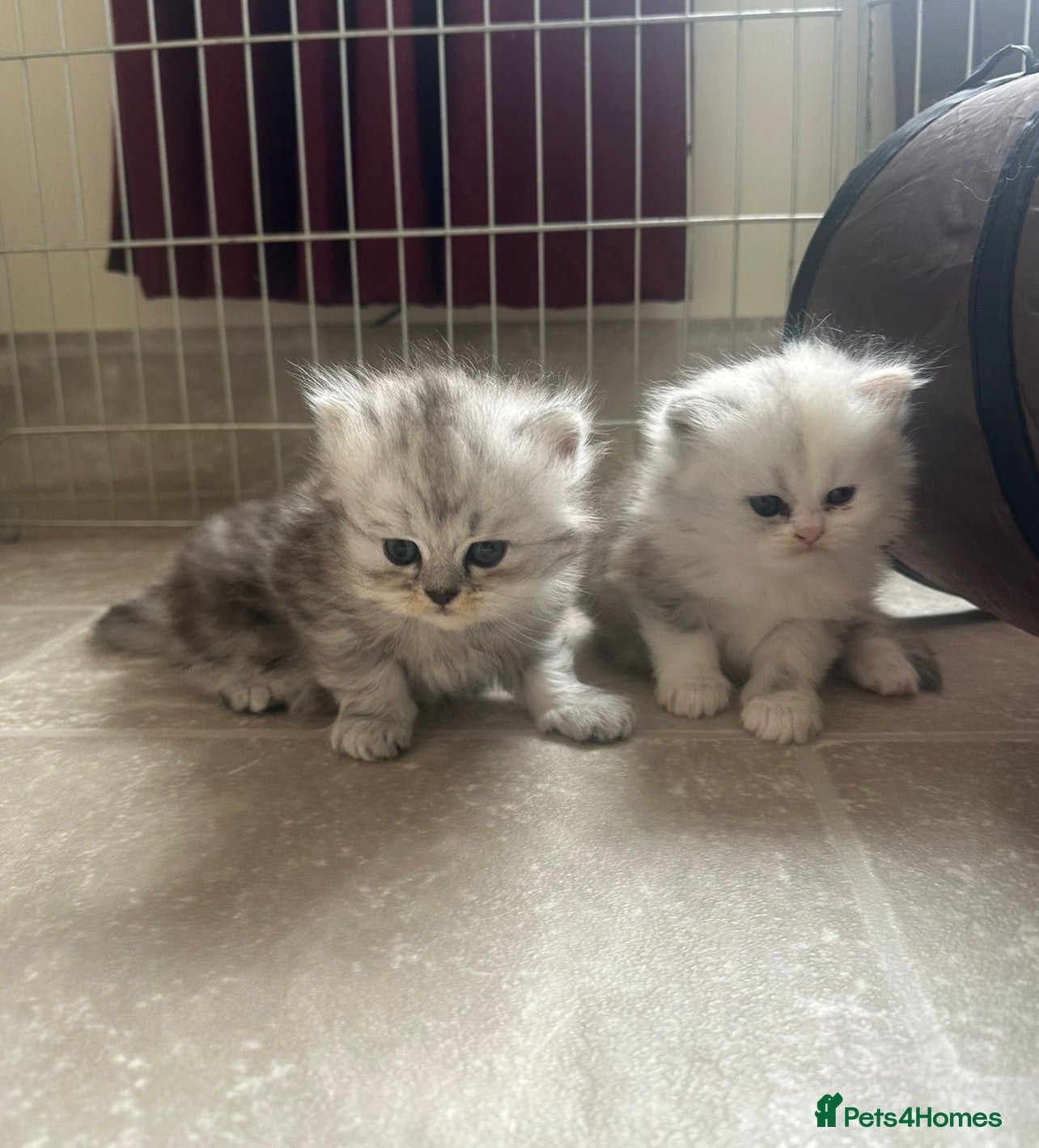 Persian cats 2 beautiful Persian kittens - Advert 1