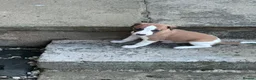 Whippet dogs for sale: Top Quality Whippet Puppies Ready to Reserve in Doncaster - Advert 13