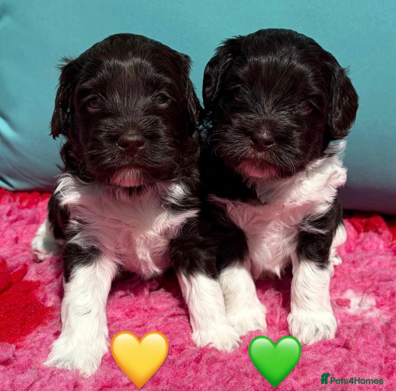 Australian Labradoodle dogs Miniature Australian Labradoodle Puppies - Advert 15