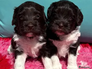 Australian Labradoodle dogs Miniature Australian Labradoodle Puppies - Advert 15