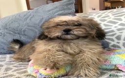 Shihpoo dogs for sale: shihpoo puppies for sale  - Image 15