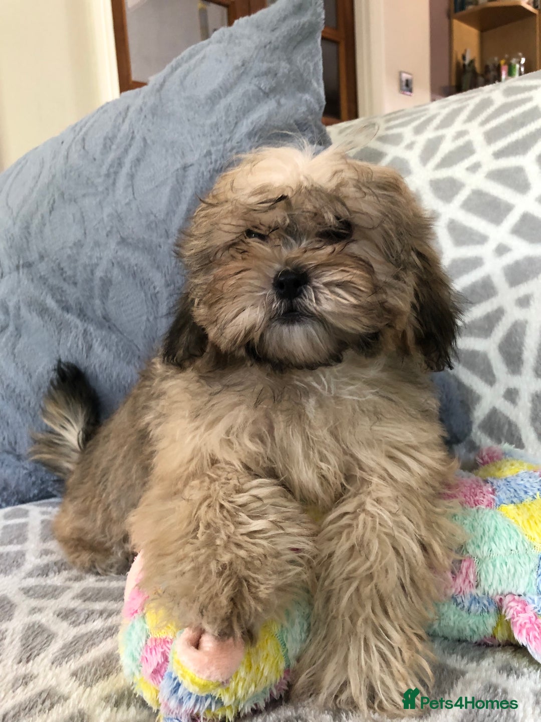 Shihpoo dogs for sale: shihpoo puppies for sale  - Image 15