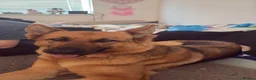German Shepherd dogs for sale: German Shepherd Female Urgent Rehome  - Advert 1