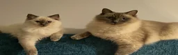 Ragdoll cats for sale: Adult ragdoll clapping cat in Worcester - Advert 2