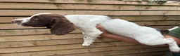 English Springer Spaniel dogs for sale: Throstlegill Gundogs English Springer Spaniel Pups in Barnard Castle - Advert 5