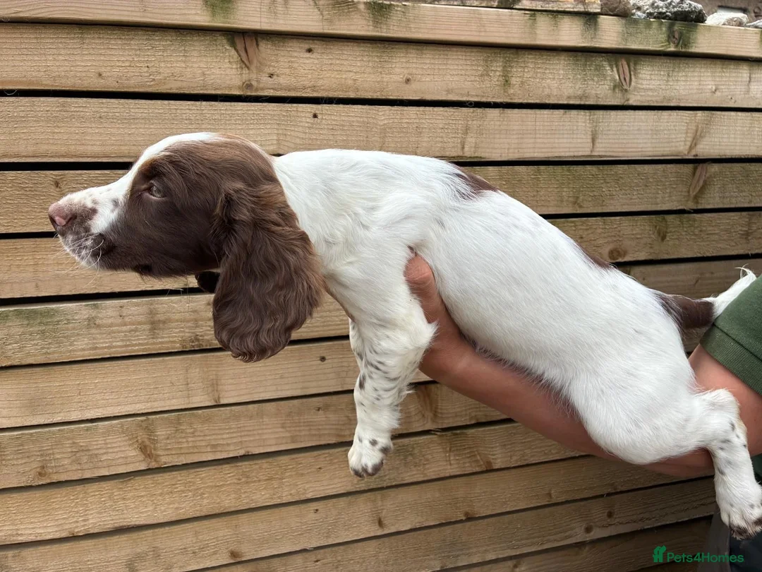 English Springer Spaniel dogs for sale: Throstlegill Gundogs English Springer Spaniel Pups in Barnard Castle - Advert 5