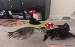 Mixed Breed cats for sale: 5 super cute kittens  - Image 2