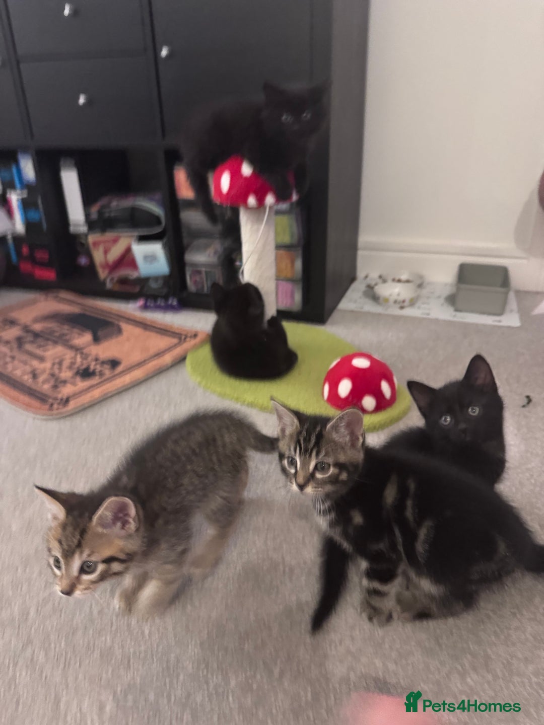 Mixed Breed cats for sale: 5 super cute kittens  - Image 2