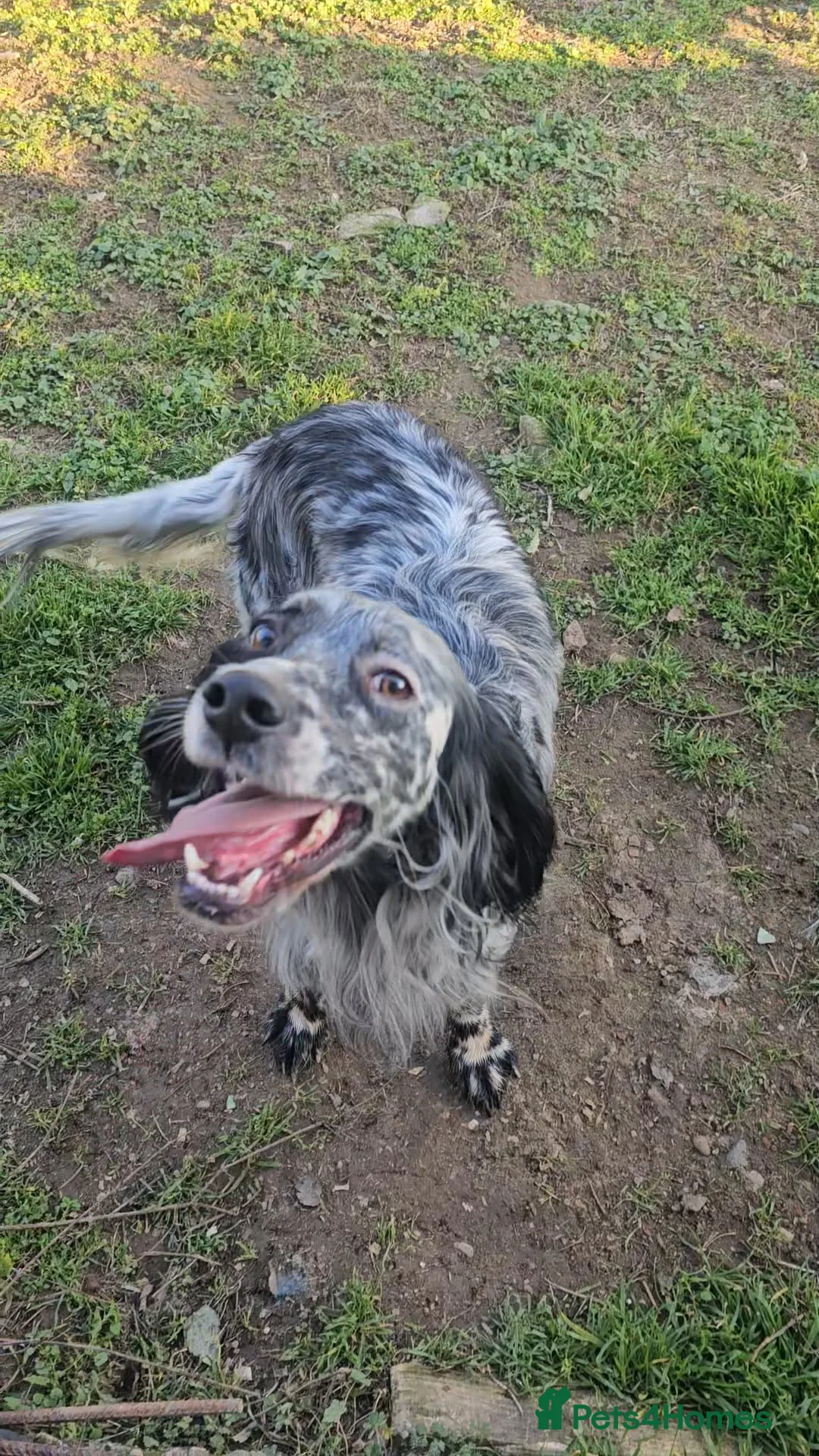 English Setter dogs for adoption: RASTI - Advert 2