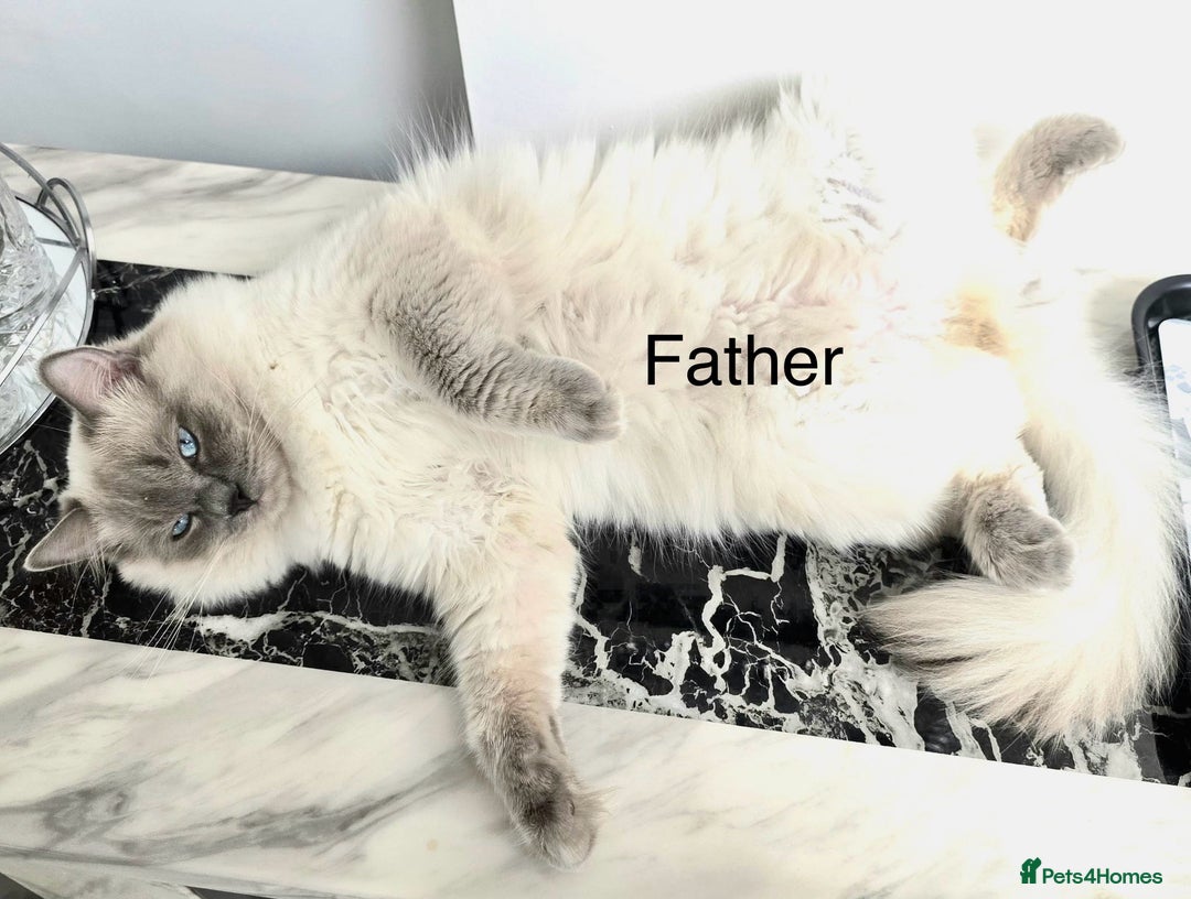 Ragdoll cats for sale: Gorgeous Litter of ragdolls ready 10/10/25 - Image 22