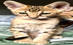 Savannah cats for sale: Beautiful full pedigree savannah kittens  - Image 8