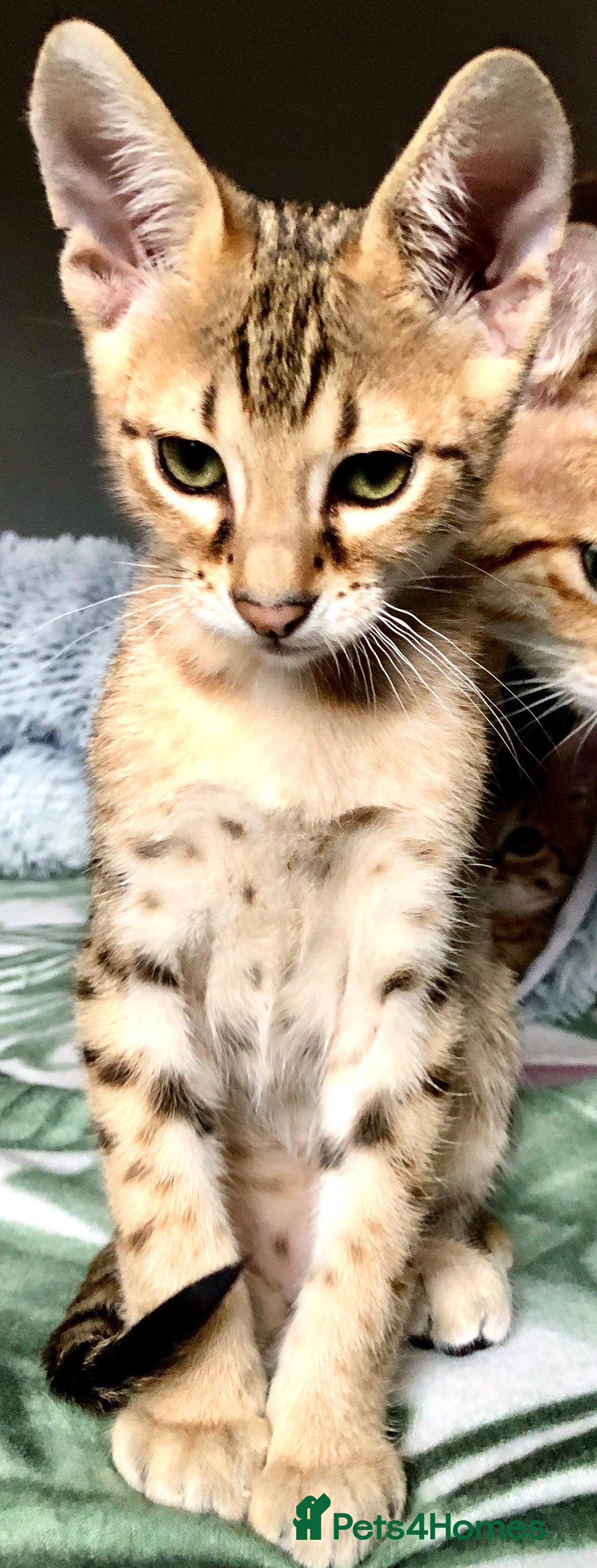 Savannah cats for sale: Beautiful full pedigree savannah kittens  - Image 8