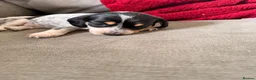 Dachshund dogs for sale: Isabella Daschound - Advert 2