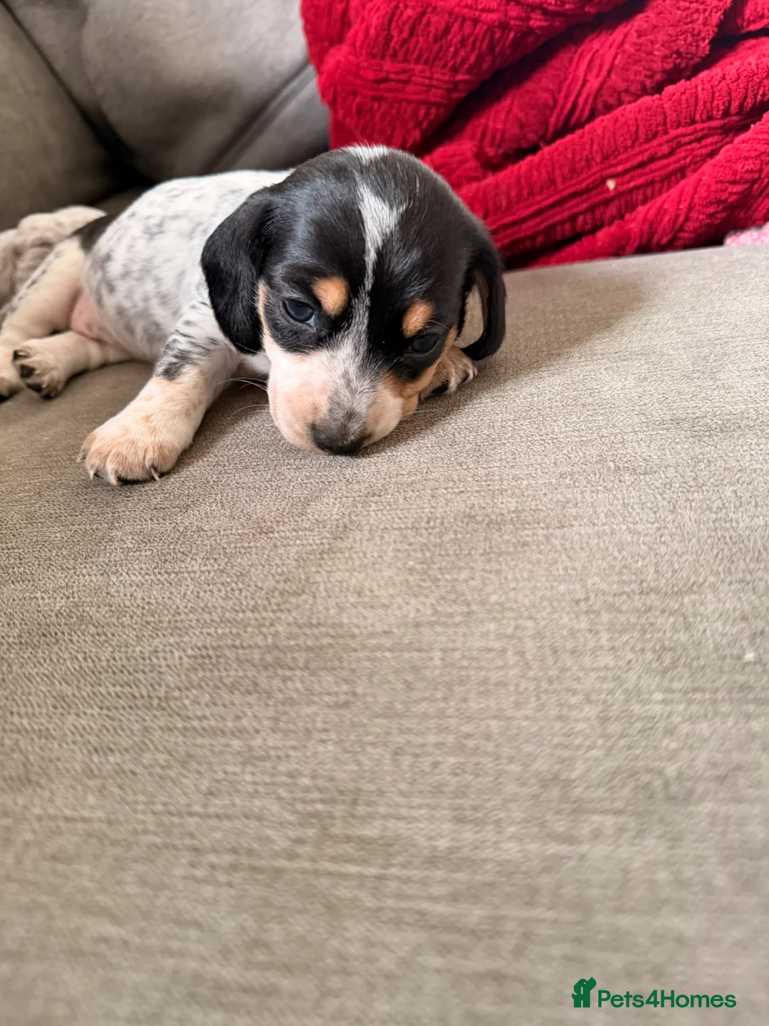 Dachshund dogs for sale: Isabella Daschound - Advert 2