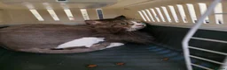 Mixed Breed cats for adoption: Meg & Hercules  - Advert 3