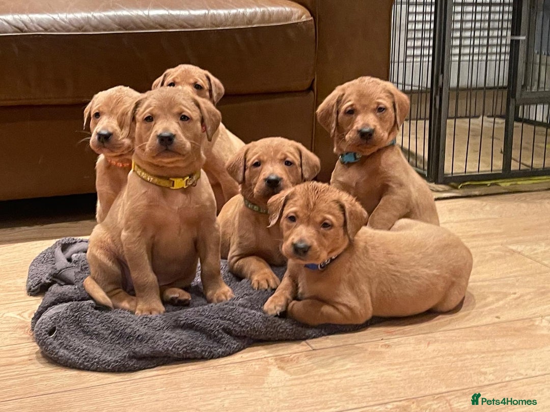 Labrador Retriever dogs for sale: Stunning Fox Red Labrador Puppies For Sale - Image 1