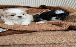 Shih Tzu dogs for sale: Hi my name is Maria  - Image 12