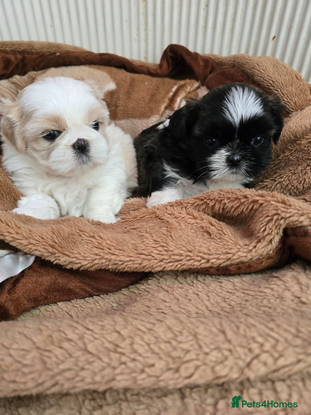 Shih Tzu dogs for sale: Hi my name is Maria  - Image 12