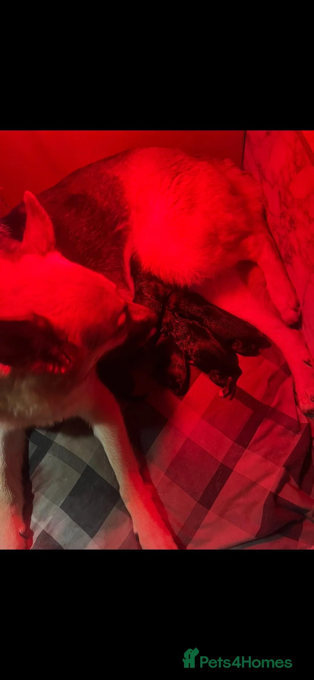 German Shepherd dogs for sale: German shepherd puppies  - Advert 18