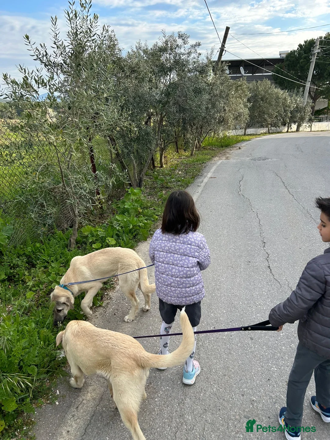 Anatolian Shepherd dogs for adoption: Teddy – 7 Months Old Gentle Anatolian Shepherd  - Advert 2