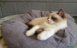 Ragdoll cats for sale: GRAND Champion European Line kittens.FULL PEDIGREE - Image 10