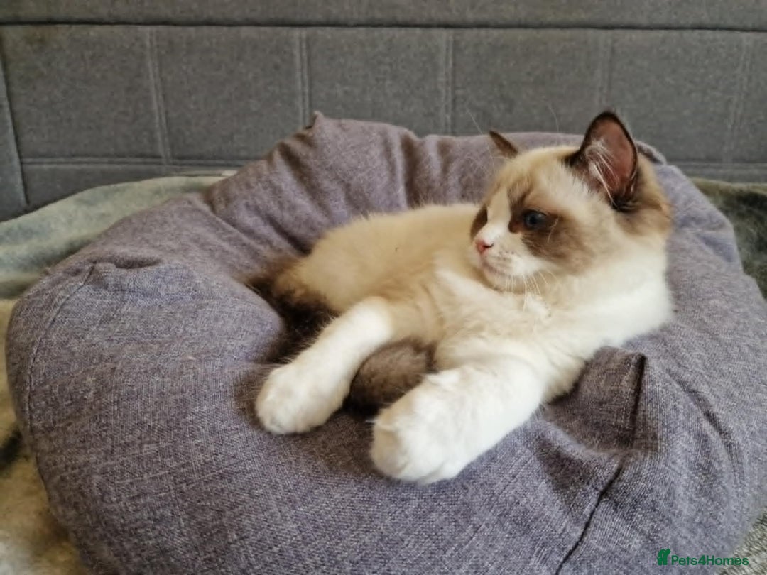 Ragdoll cats for sale: GRAND Champion European Line kittens.FULL PEDIGREE - Image 10