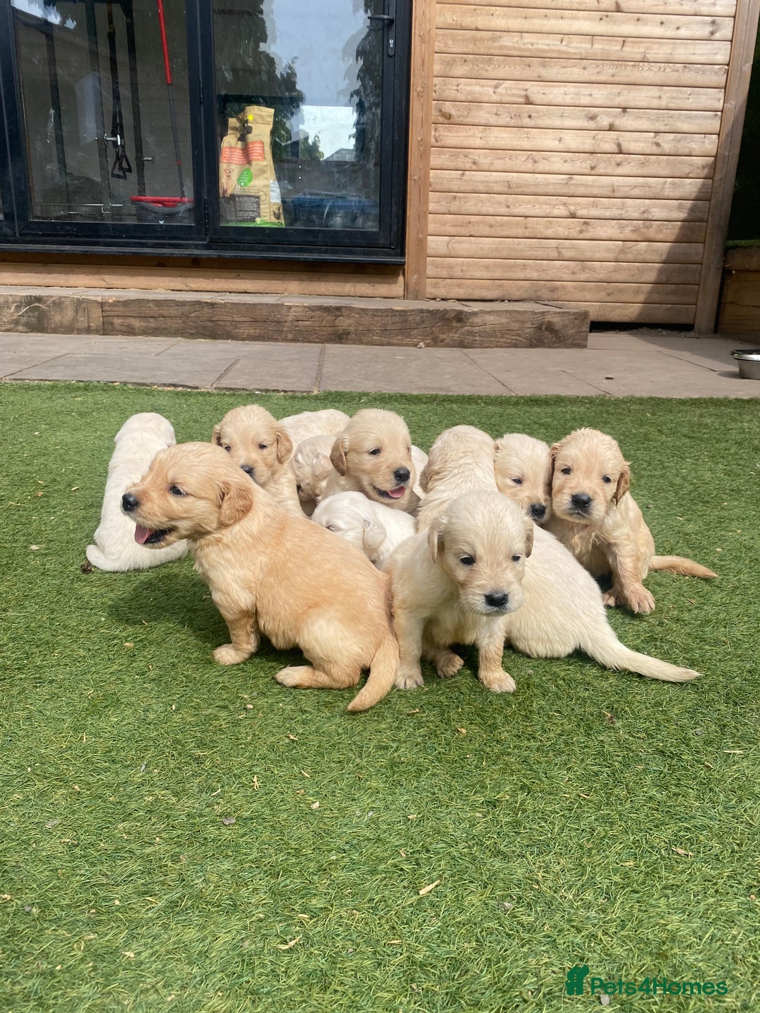 Golden Retriever dogs for sale: KC REGISTERED ®️ GOLDEN RETRIEVER PUPPIES 🐶 ❤️ - Image 20