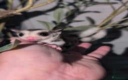 Sugar Glider rodents for sale: Mosaic sugar glider male available November - Image 14