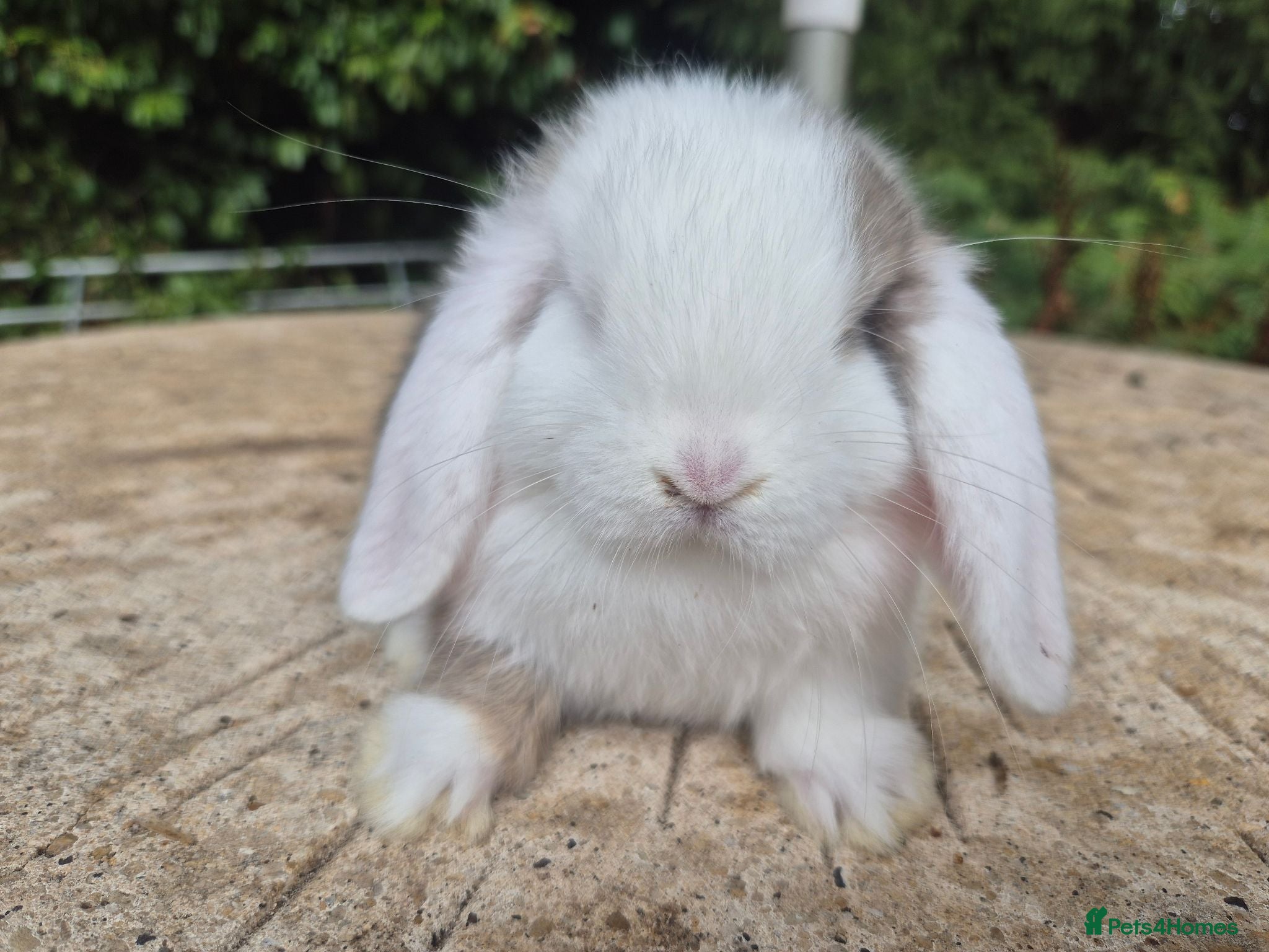 Mini Lop rabbits 🍓Gorgeous mini lop babies 🍓 - Advert 1