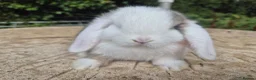 Mini Lop rabbits for sale: 🍓Gorgeous mini lop babies 🍓 - Advert 1