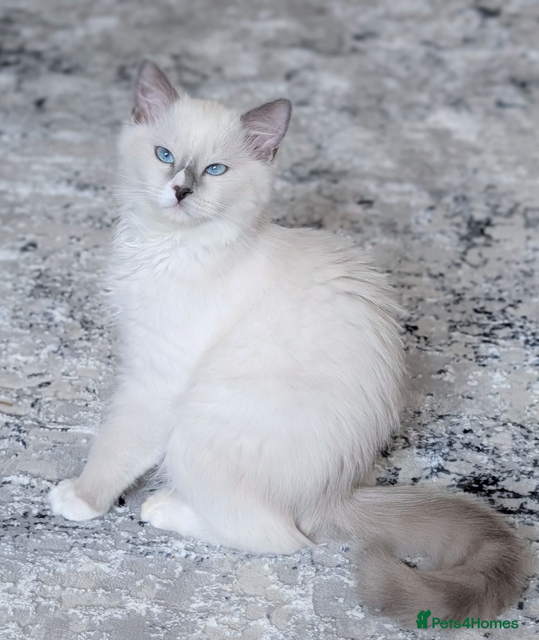 Ragdoll cats 🏆Ready now TICA Female Ragdoll kitten  - Advert 10
