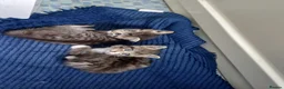 Mixed Breed cats for sale: X2 female tabby kittens in Basingstoke - Advert 7