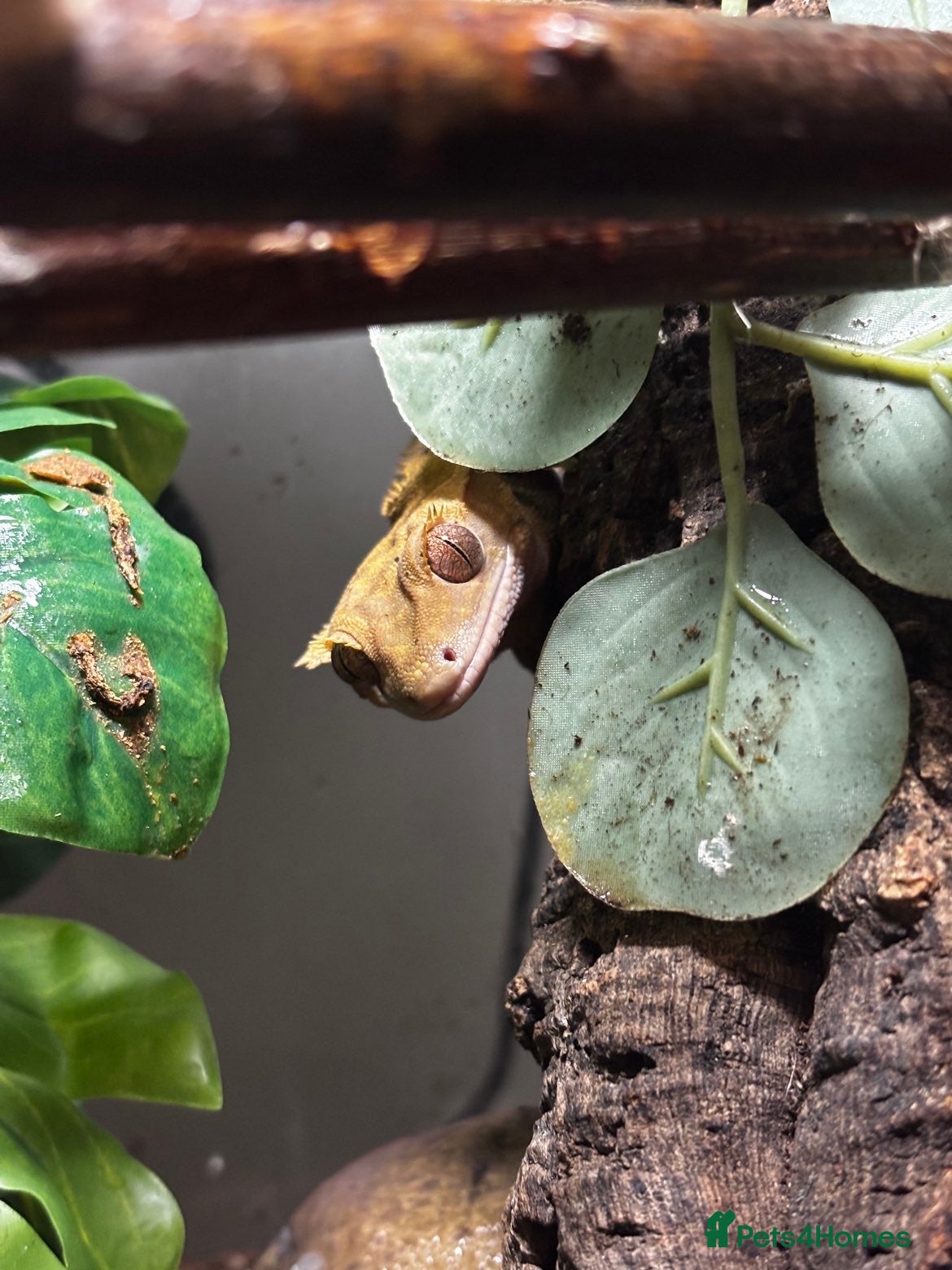 Gecko reptiles Crested Gecko For Rehoming  - Advert 2