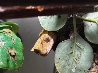 Gecko reptiles Crested Gecko For Rehoming - Advert 2