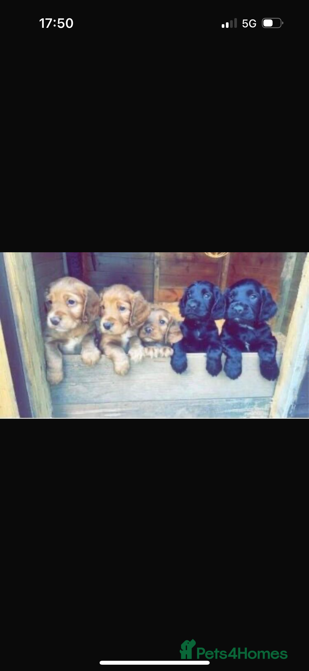 Sprocker dogs for sale: Stunning Sprocker Spaniels - Image 2