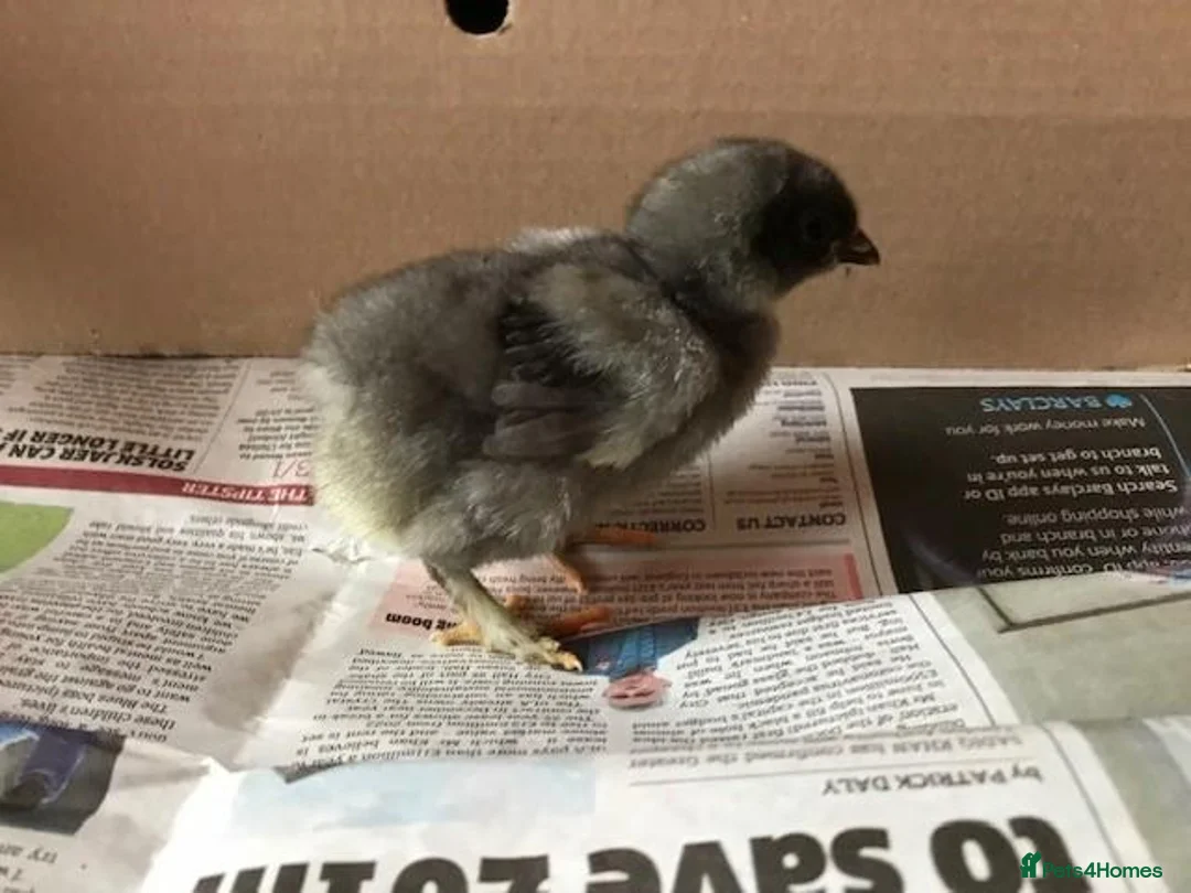 Chickens poultry for sale: Chicks Available  - Advert 3